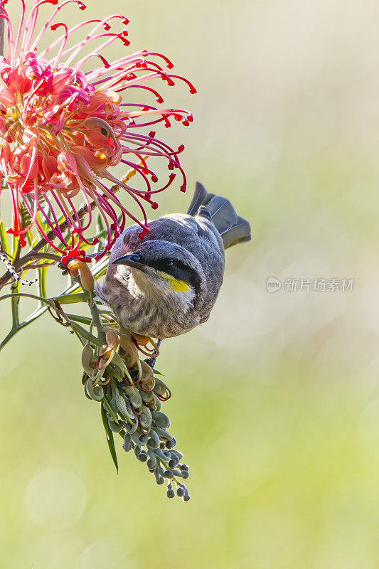 黄面蜜蛾(Caligavis chrysops)